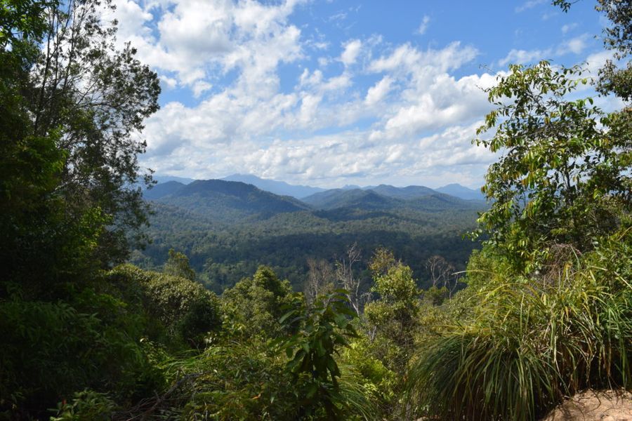 Vyhlídka Bukit Teresek uprostřed pralesa v Taman Negara