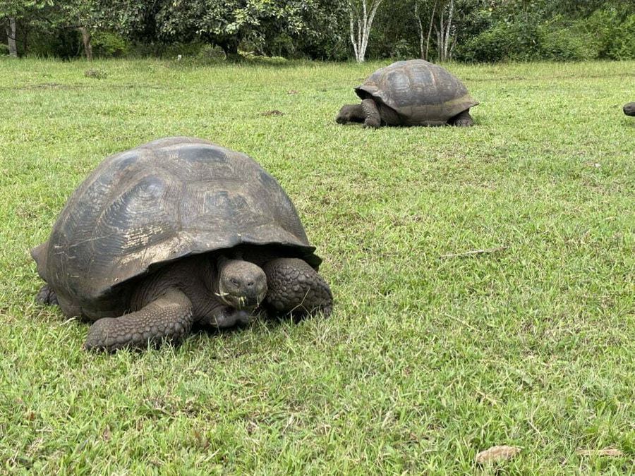 Želvy sloní ve volné přírodě, Galapágy