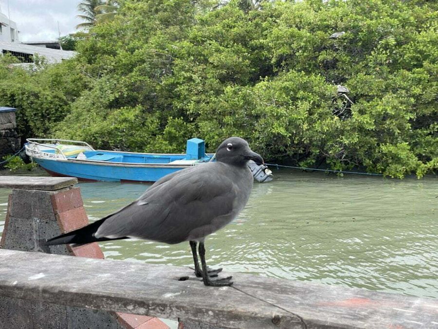 Plameňák na ostrově Isabela, Galapágy