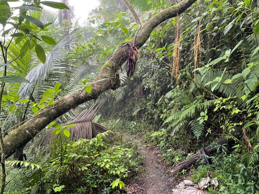 Hustá džungle parku El Yunque, Portoriko