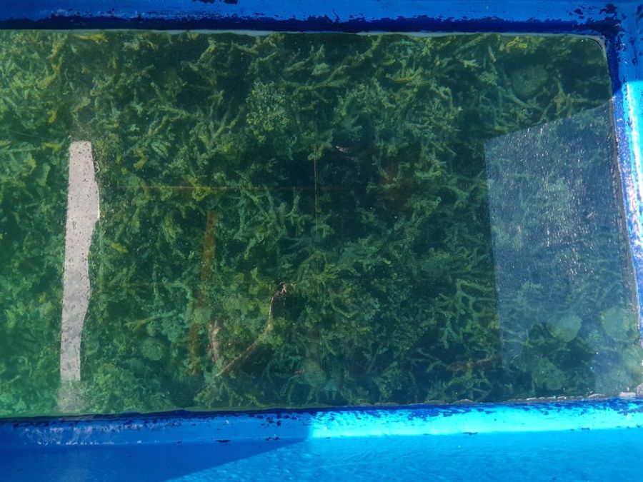 Výlet lodí za korály v Blue bay.