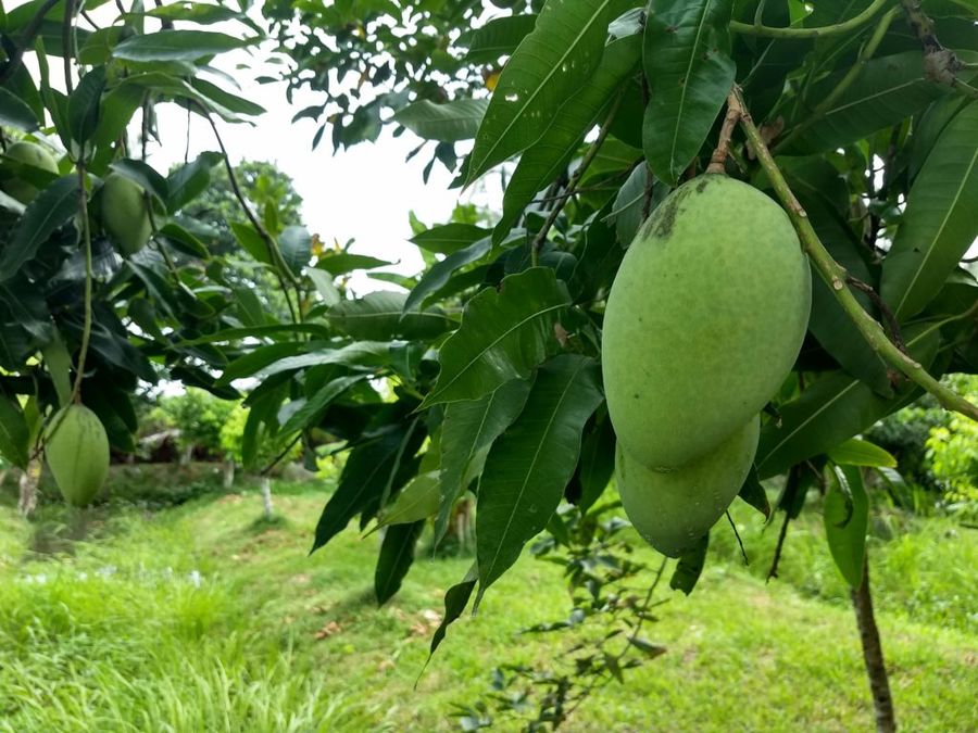 Mango přímo ze stromu.