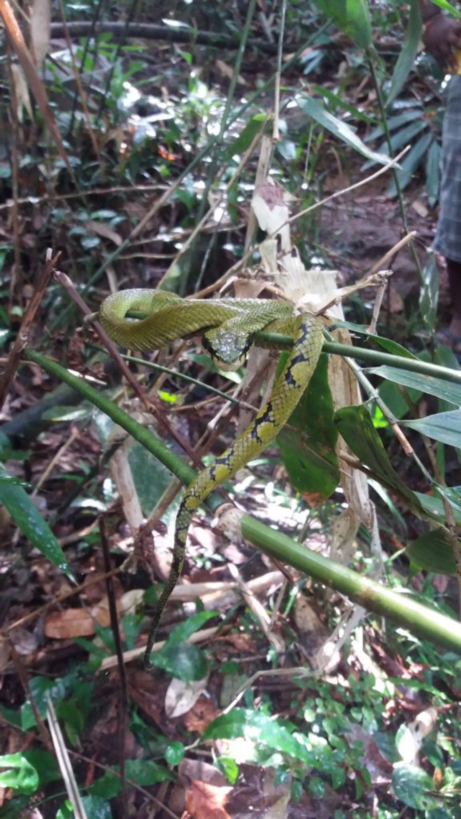 Sinharaja, Srí Lanka