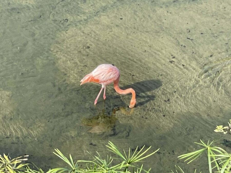 Plameňák na ostrově Isabela, Galapágy