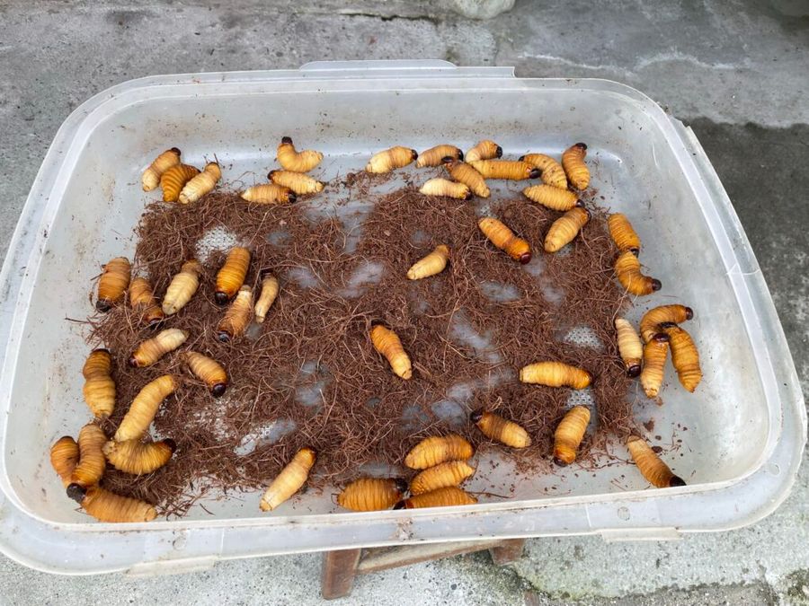 Tuční amazonští červi dosahují délky až 10 cm
