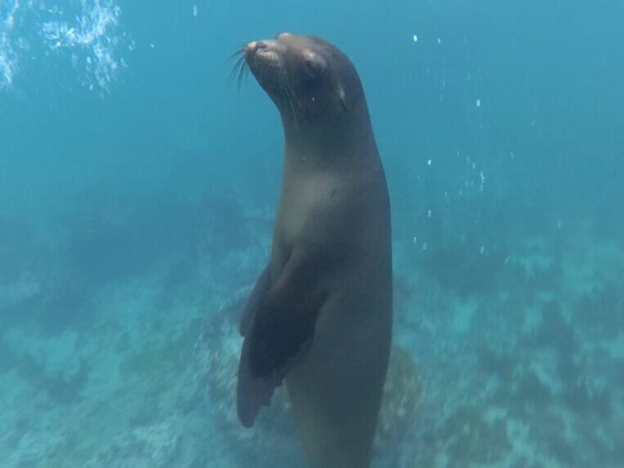 Plavání s lachtany v zátoce Bahia Tijeretas, Galapágy.