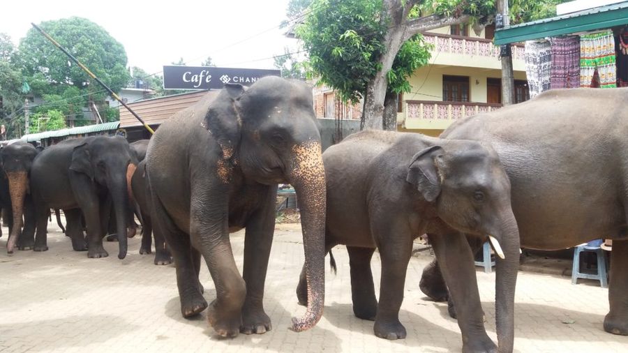 Sloni v PINNAWALA ELEPHANT ORPHANAGE vracející se od řeky.