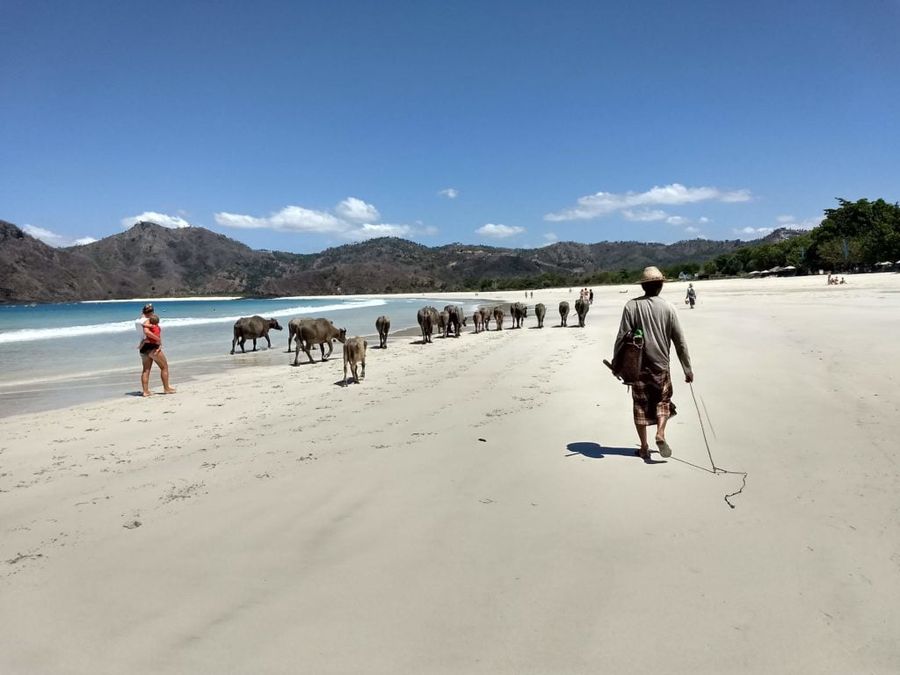 Pastevec s buvoli na Selong Belanak Beach.