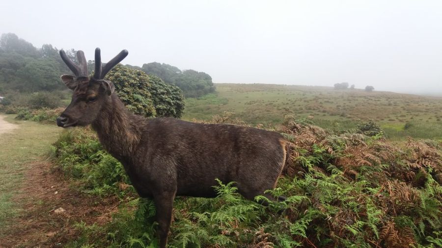 Horton plains national park, Srí Lanka