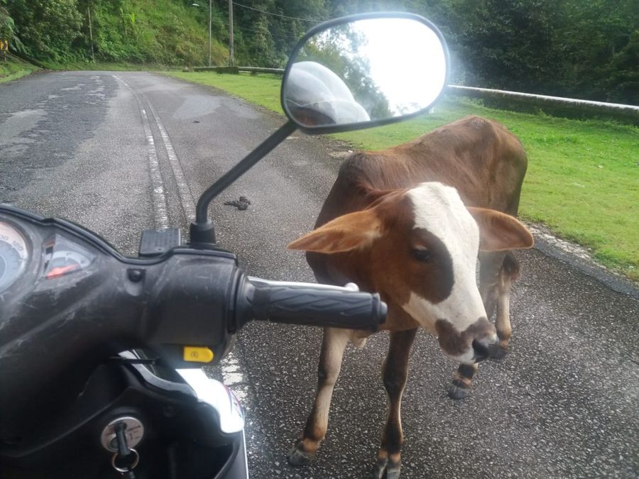Cestování na skútru může být dobrodružné (Langkawi)