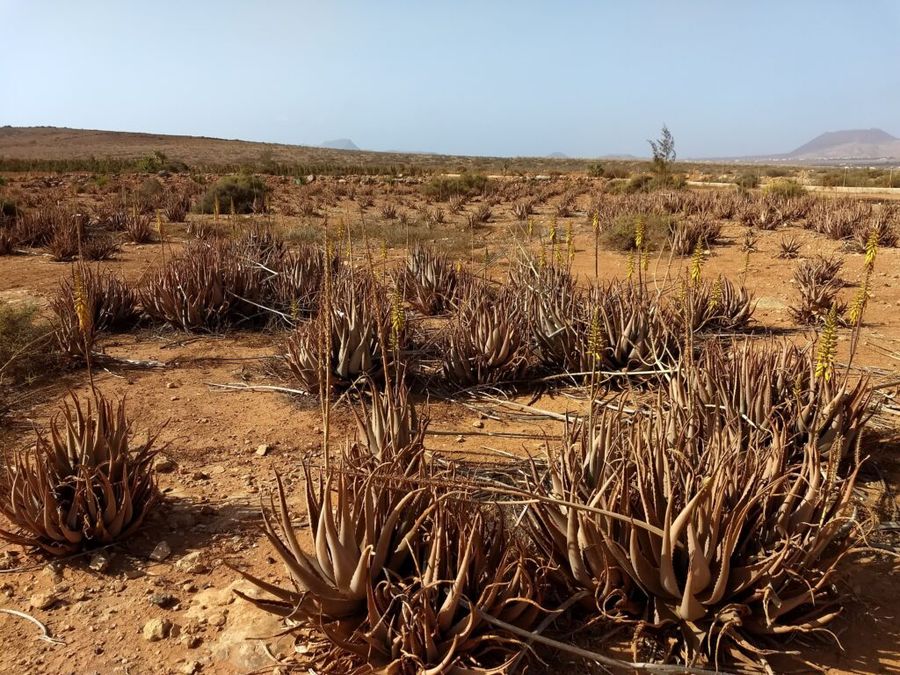 Aloe vera je na vodu velice nenáročná a tak místní podmínky snáší obstojně i bez zalévání, Fuerteventura.
