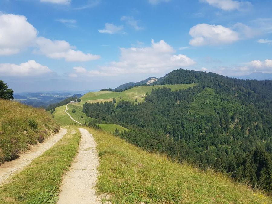 Ementálská hřebenovka na Napf, Švýcarsko.