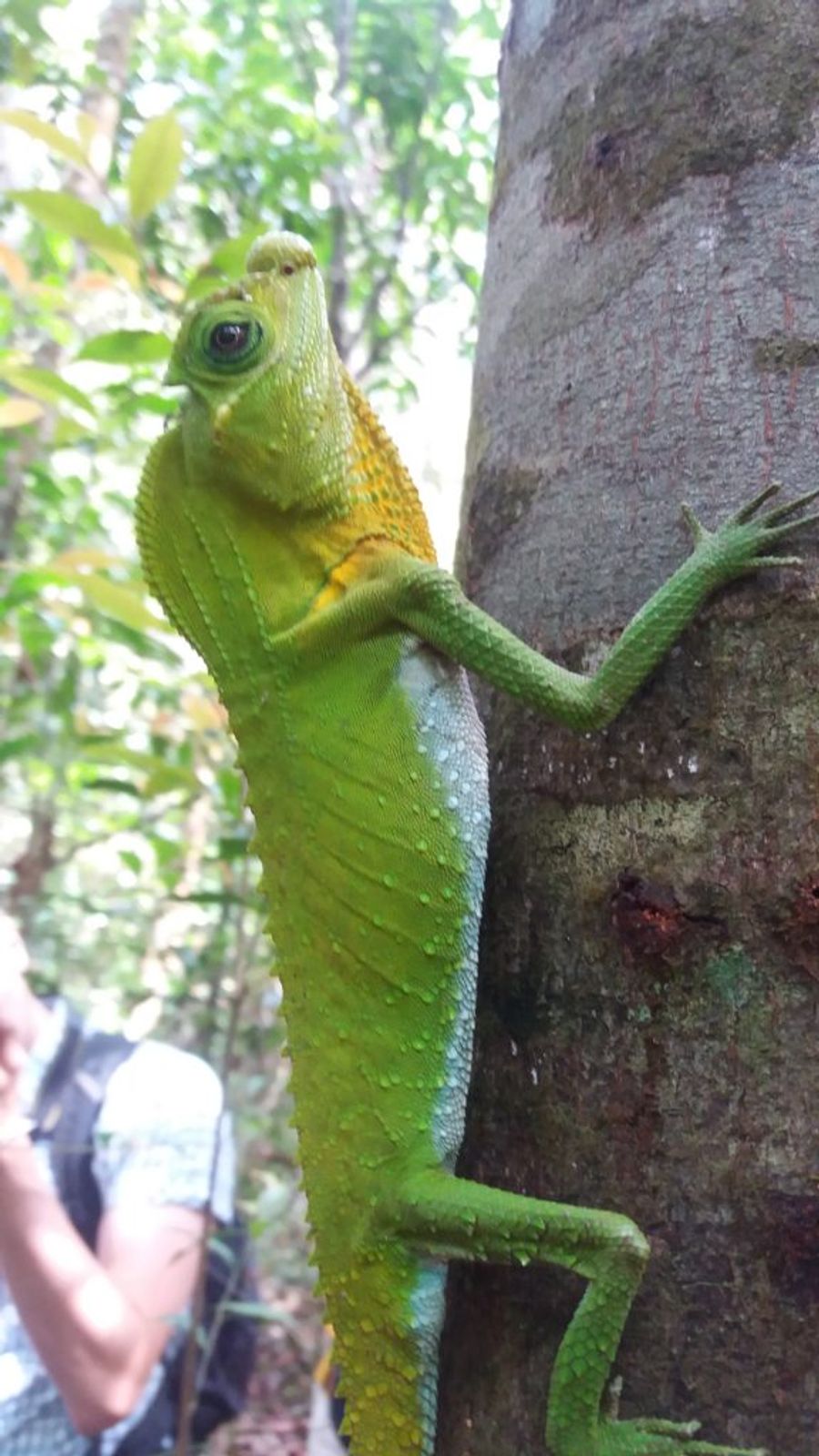 Sinharaja, Srí Lanka