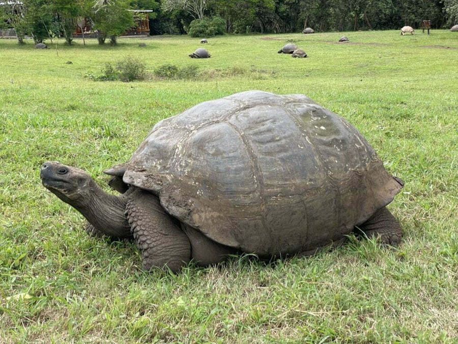 Želvy sloní v Reserva de Tortugas Gigantes, Galapágy.