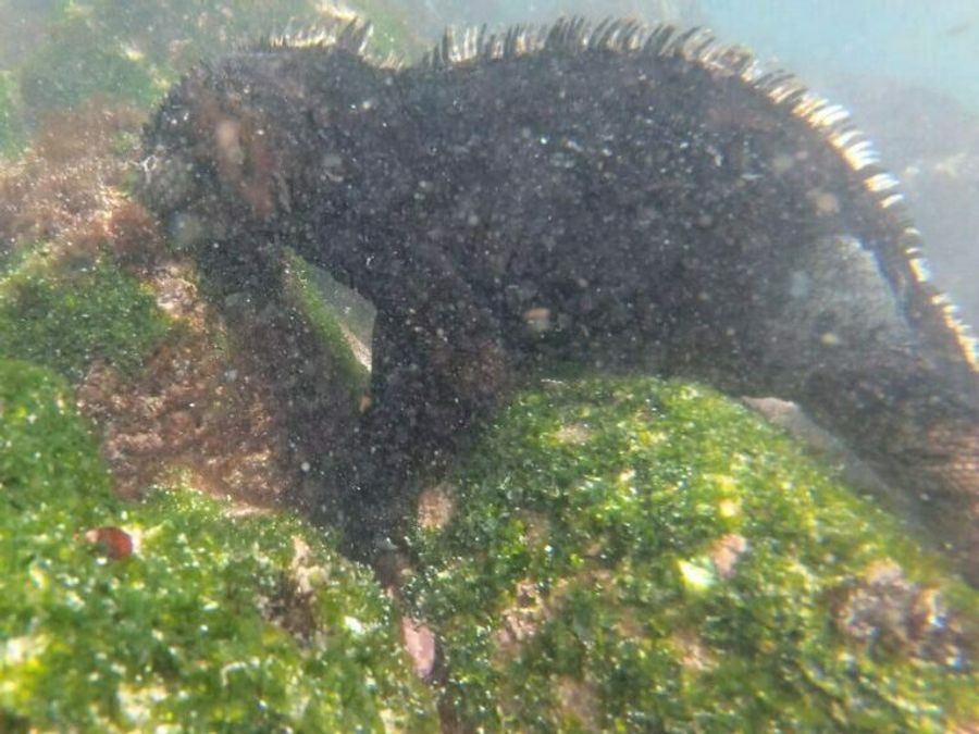 Leguán mořský pasoucí se na mořských řasách, Galapágy