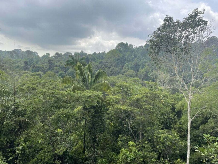 Pohled z rozhledny Central catchment nature reserve, Singapur.