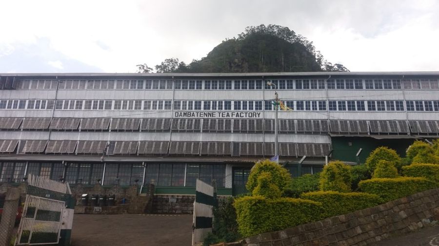Dambatenne tea factory
