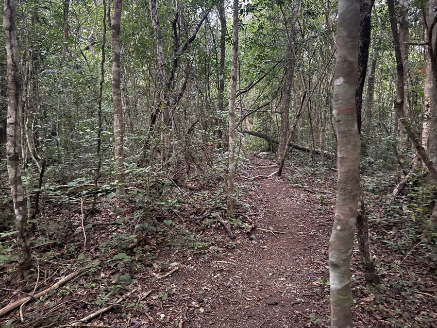 Calakmul – pohled z vrcholu pyramidy přes prales, Mexiko