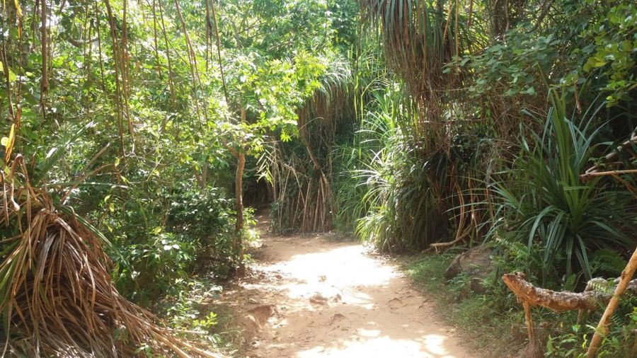 Cesta na Jungle Beach.