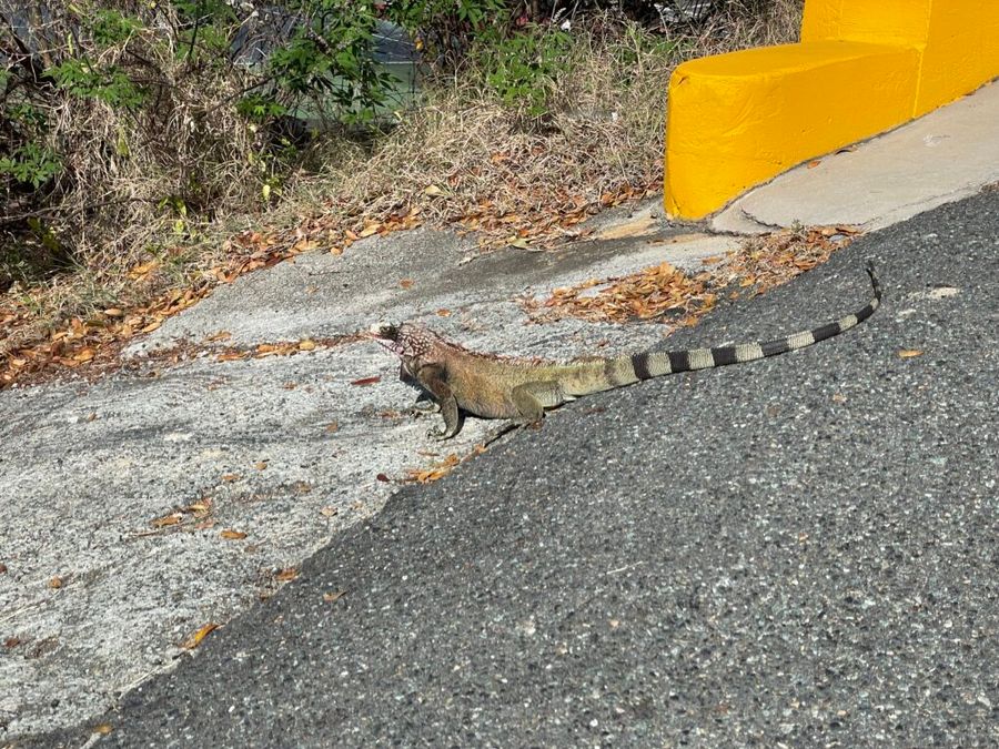 Leguán zelený nemusí být vždy zelený. Často je k vidění na USVI a Portoriku. St. Thomas.