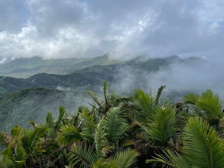 Palmový les v národním parku El Yunque, Portoriko