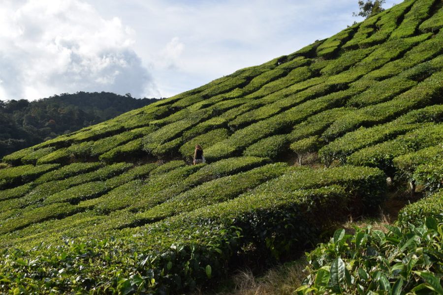 Rozsáhlé čajové plantáže v Cameron Highlands