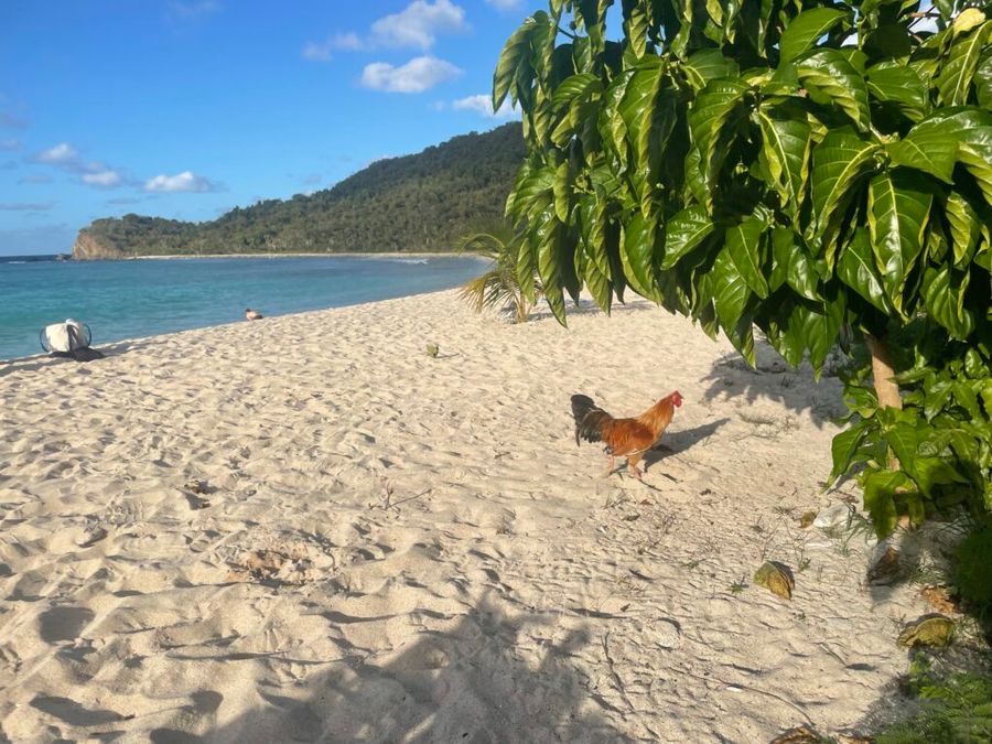 Kohouti, slepice a kuřata jsou všude po celých ostrovech, Tortola.