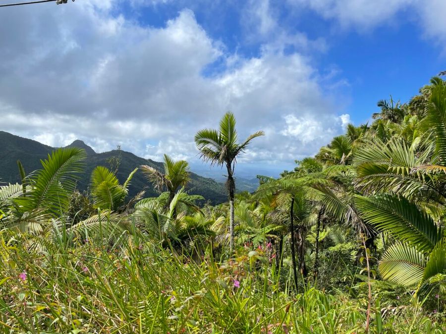 Výhledy z cesty na Monte Britton, El Yunque