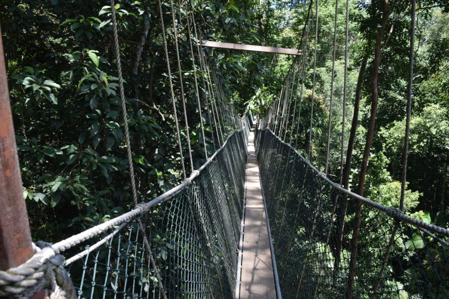 Canopy walk v korunách stromů