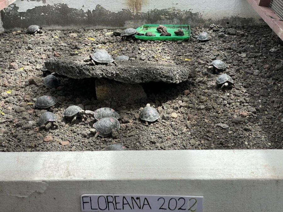 Chov želv sloních ve výzkumné a chovné stanici Charlese Darwina.