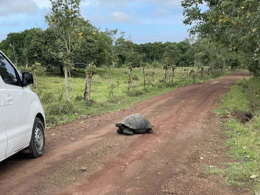 Želva sloní na ostrově Santa Cruz, Galapágy