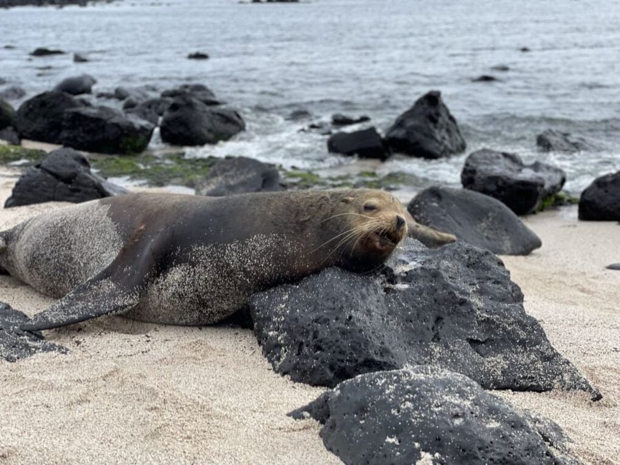 Playa Punta Carola je plná lachtanů, Galapágy.