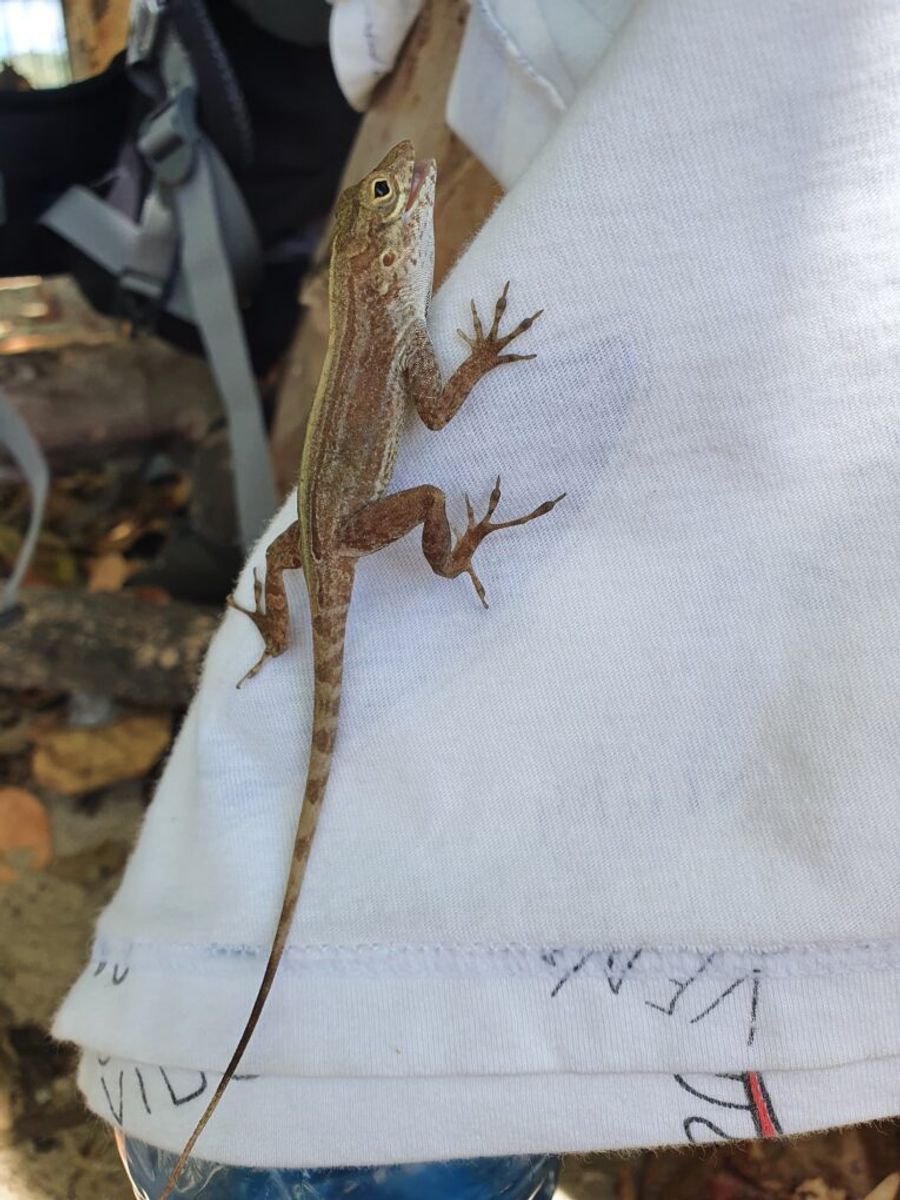 Anolis, USVI.