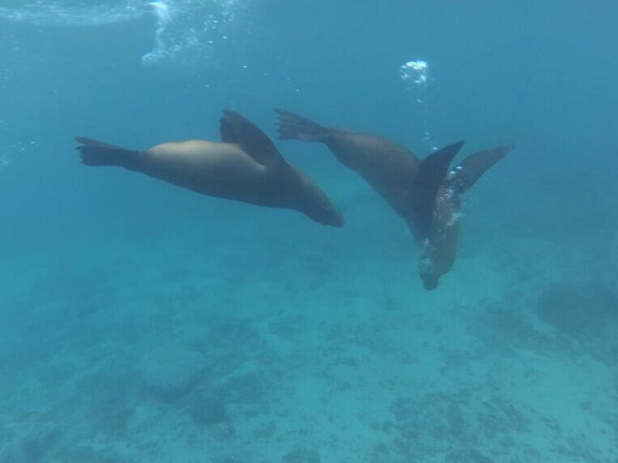 Plavání s lachtany, Galapágy