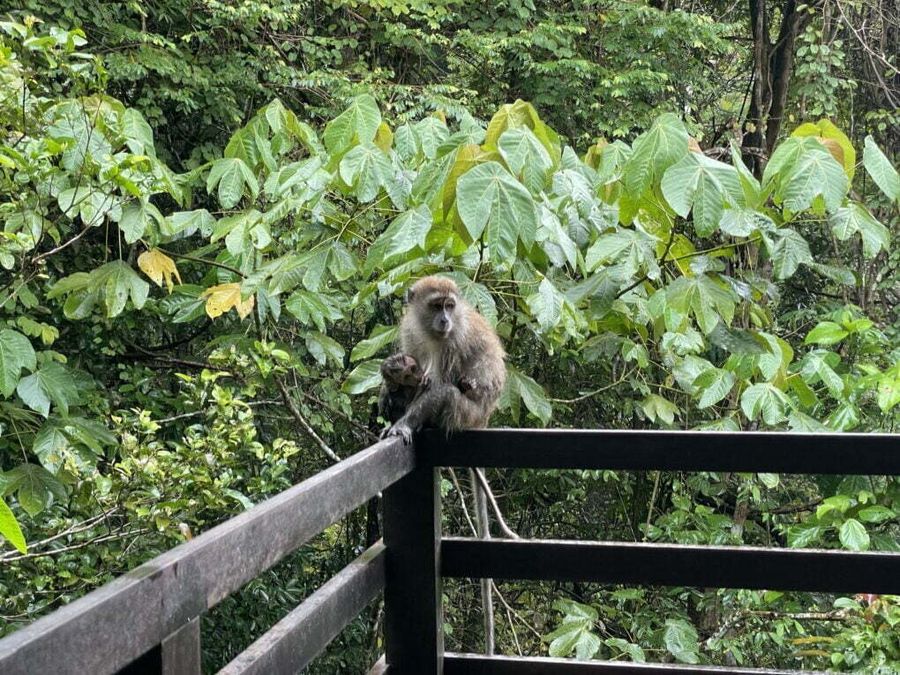 Drzé opice v okolí TreeTop walk, Singapur.