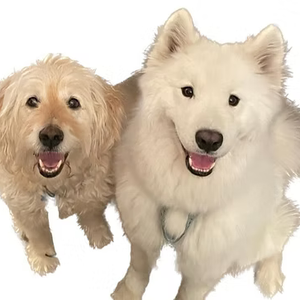 Reading Support Dogs