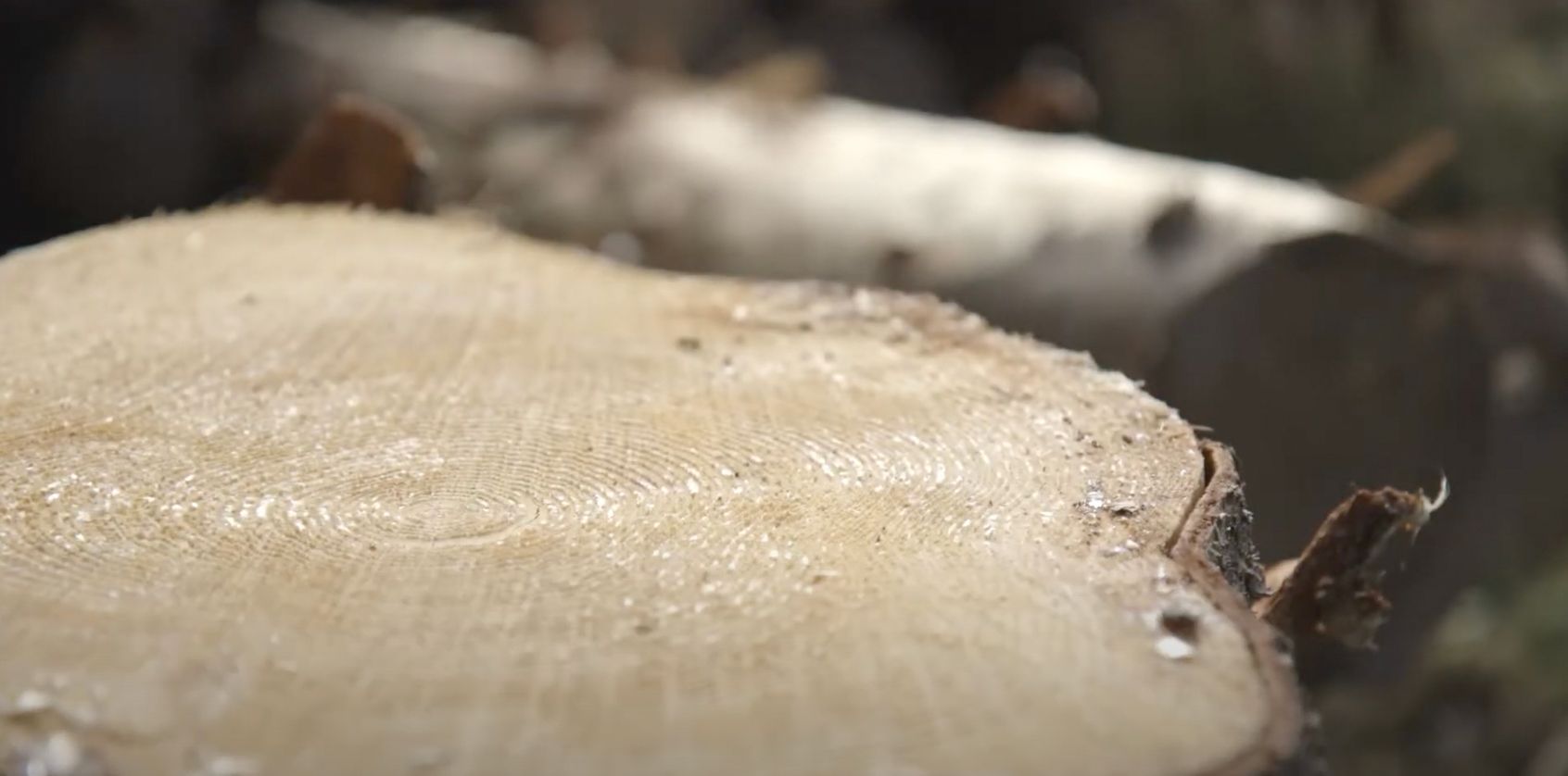 Trestubbe i skogen hvor restematerialer brukes til produksjon av trelast.