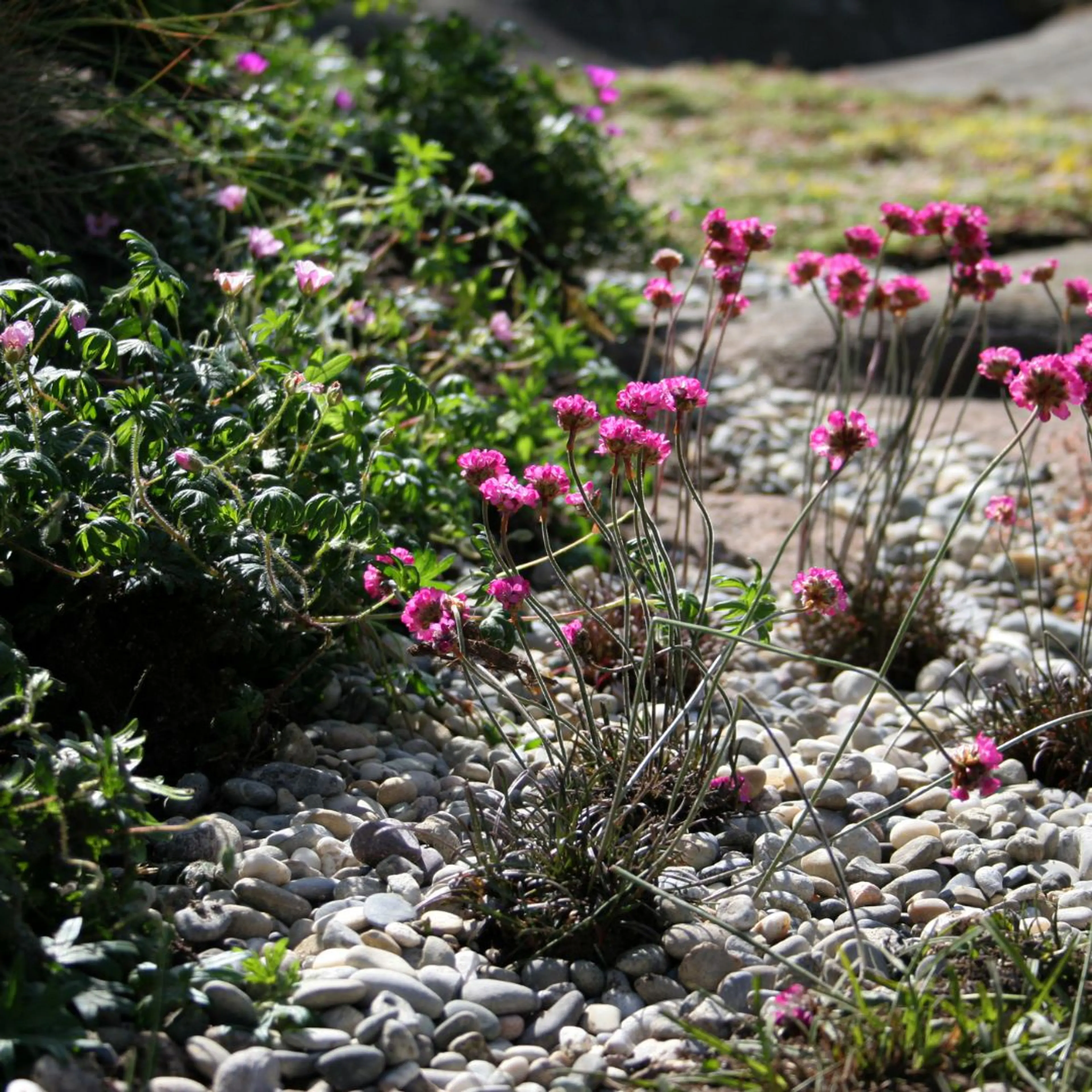 Blomsterbed med pyntestein rundt blomster