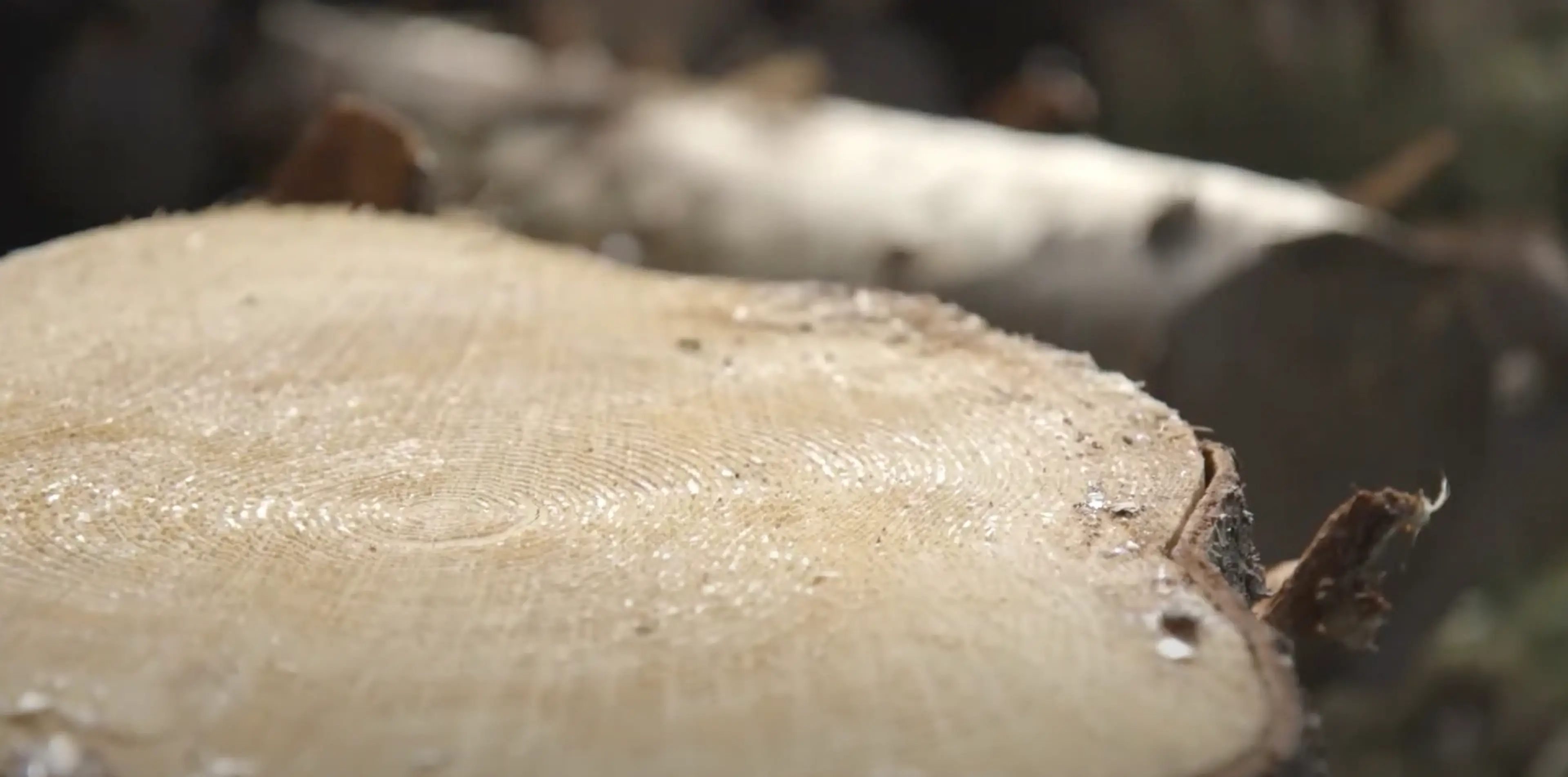 Trestubbe i skogen hvor restematerialer brukes til produksjon av trelast.