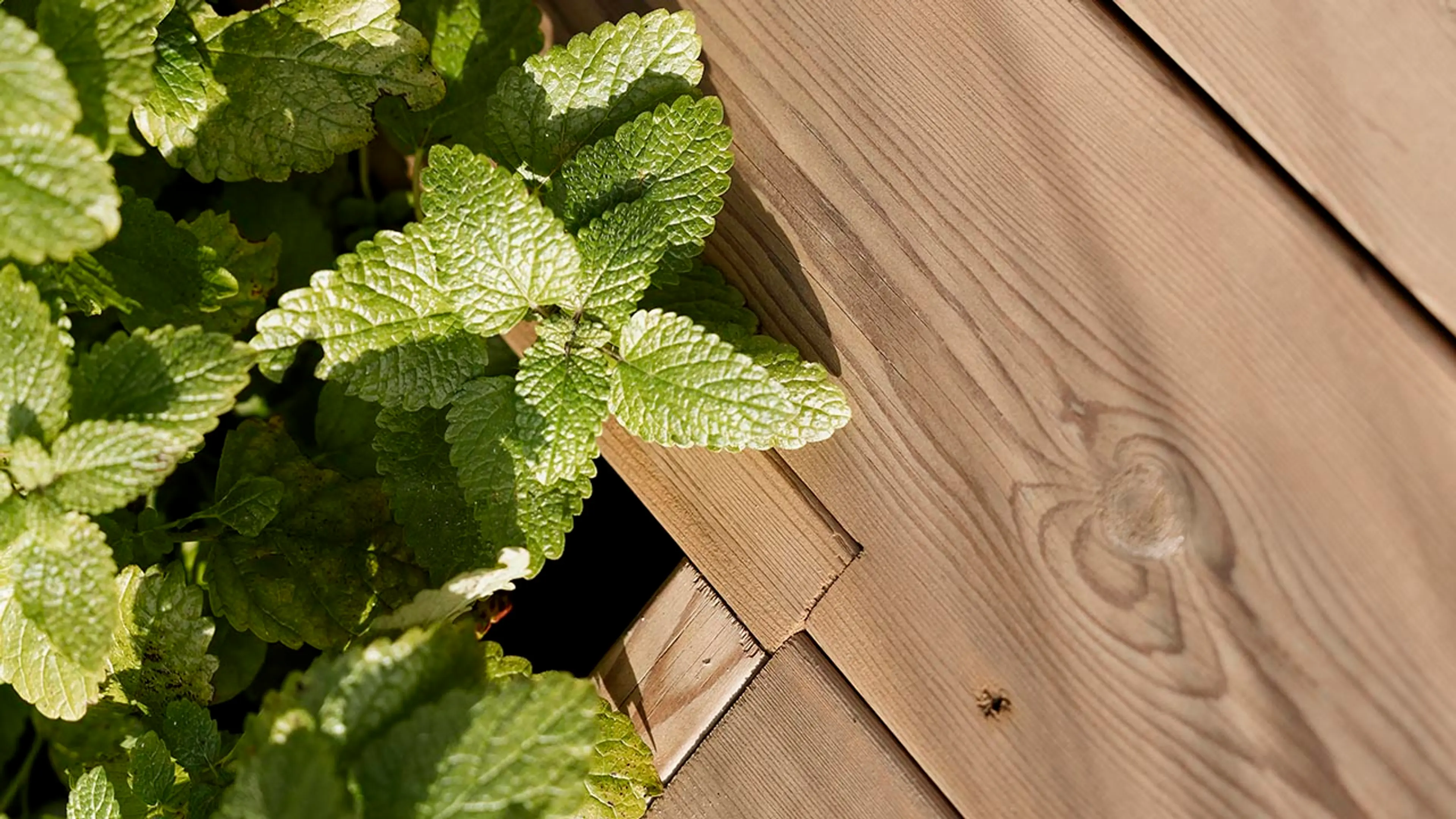 Nærbilde av trykkimpregnert terrasse ved bed plantet med mynte.