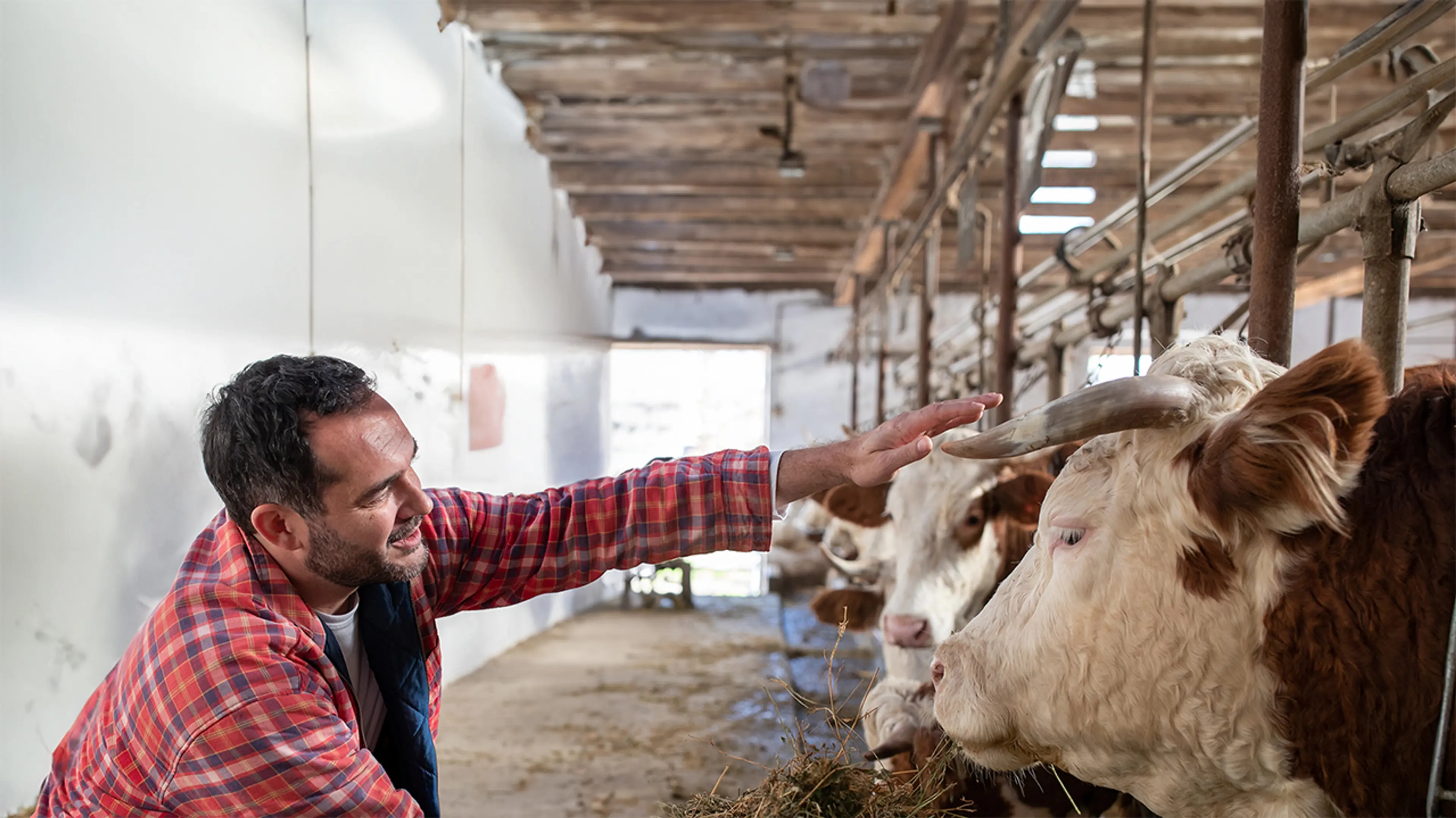 Mann som klapper kuer i et fjøs med veggplater.
