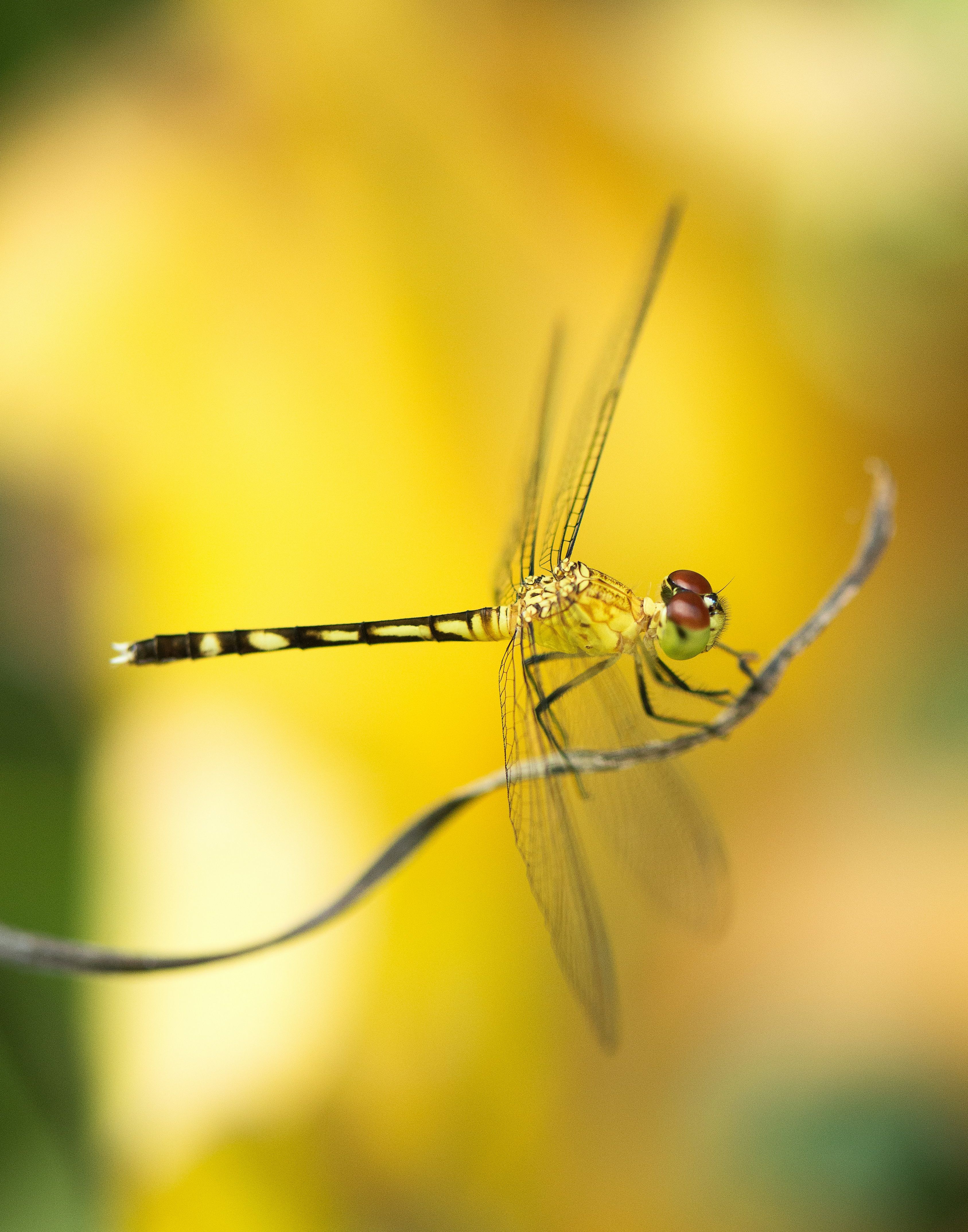 Nærbilde av en øyenstikker i naturen med tydelige vinger og farger, symboliserer biologisk mangfold og bærekraft.