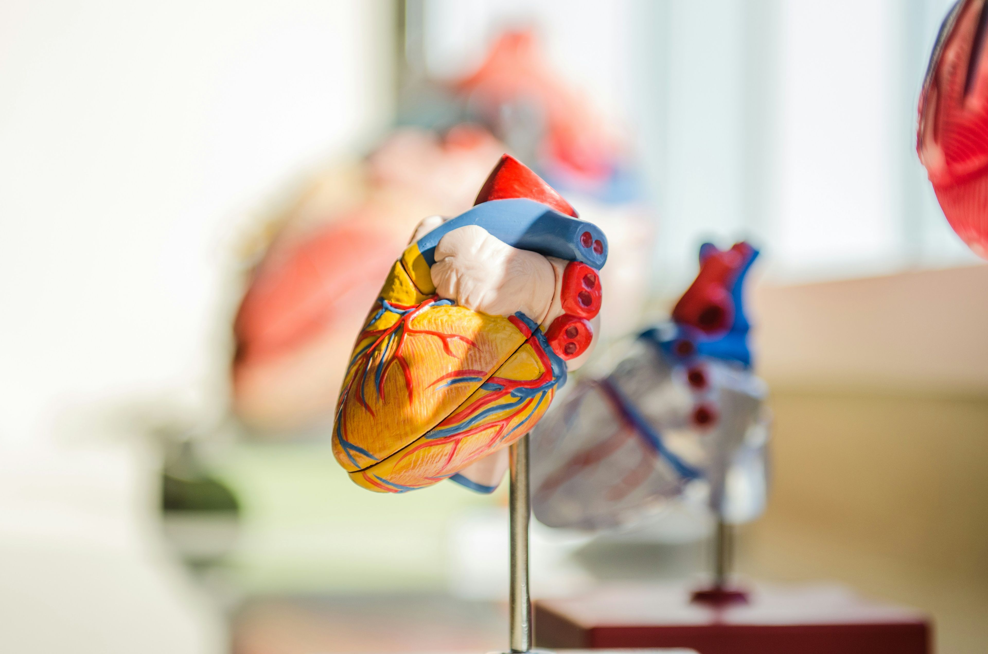 Anatomisk modell av et menneskehjerte på en metallstang, brukt til medisinsk undervisning.