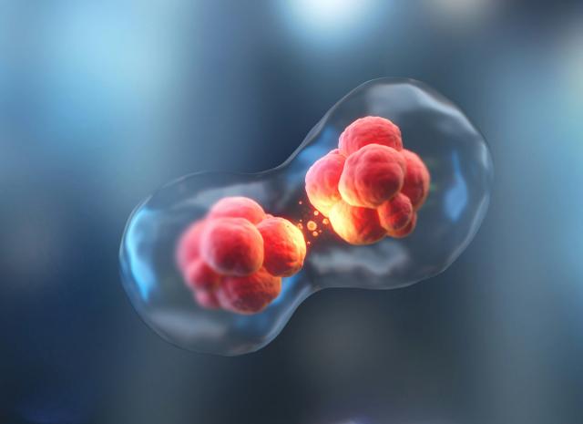 Illustrasjon av celledeling, som du lærer om i Biologi 2 og genetikk.