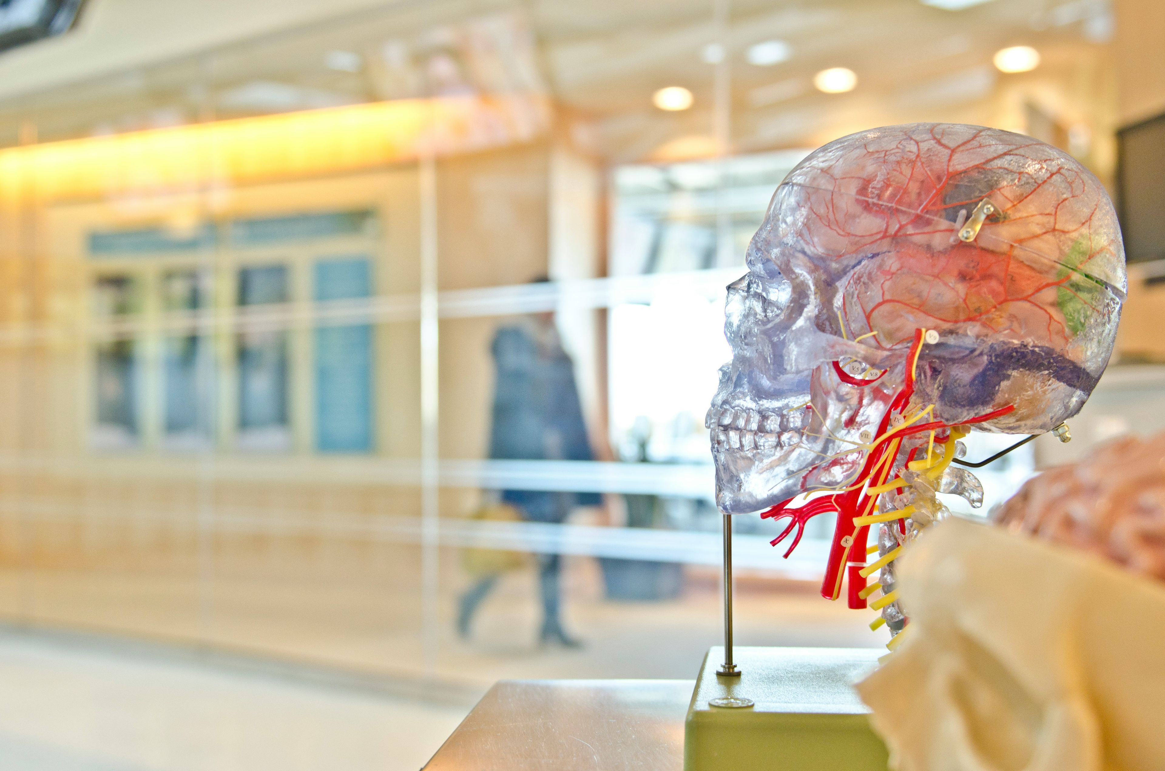 Gjennomsiktig anatomisk modell av menneskets hode og hjerne i undervisningsmiljø