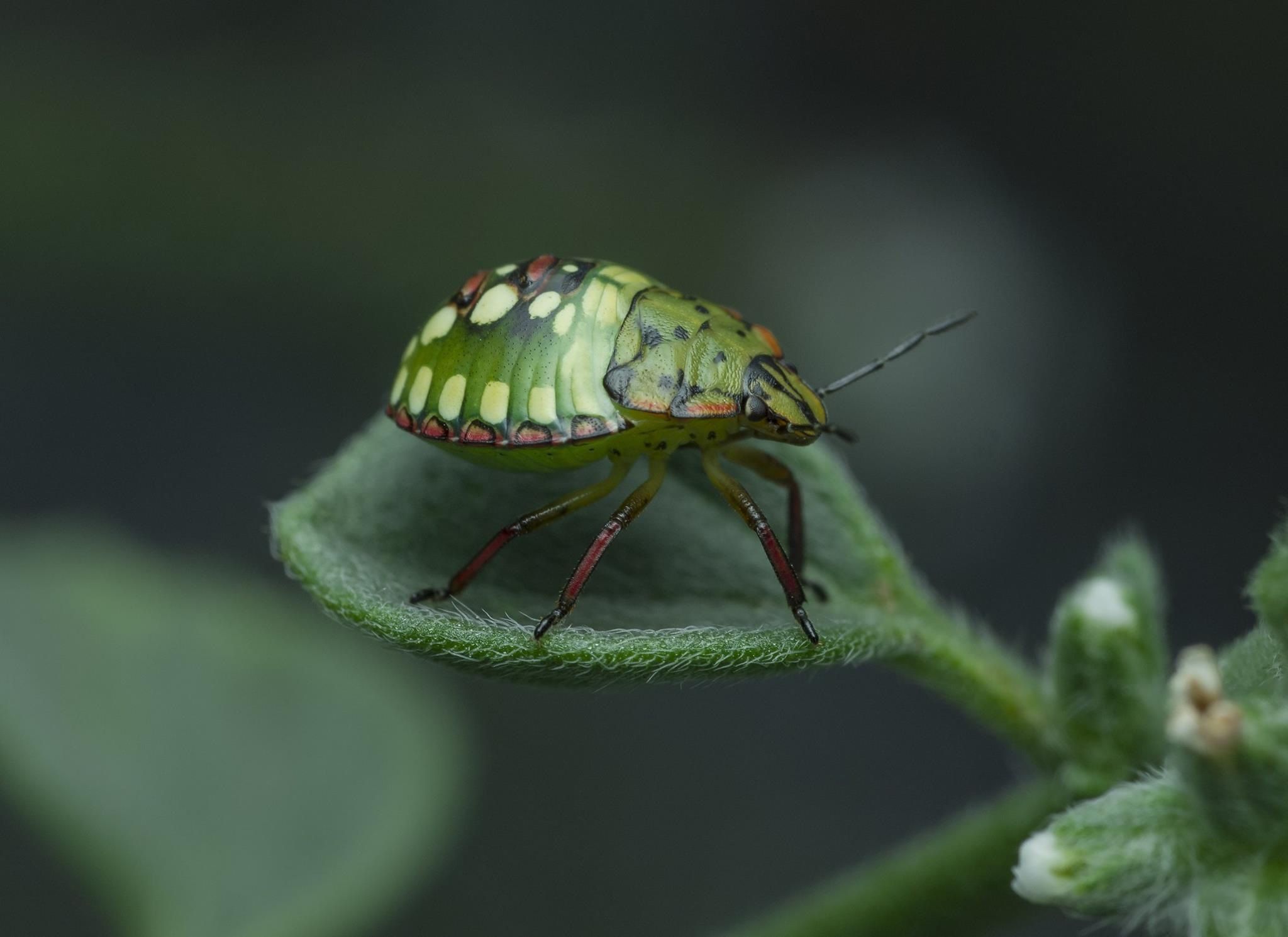 Nærbilde av en grønn bille på et blad, symboliserer biologisk mangfold og bærekraft.