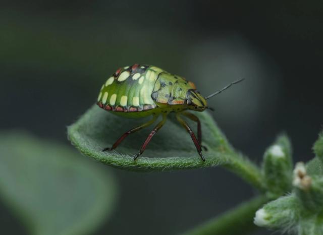 Nærbilde av en grønn bille på et blad, symboliserer biologisk mangfold og bærekraft.