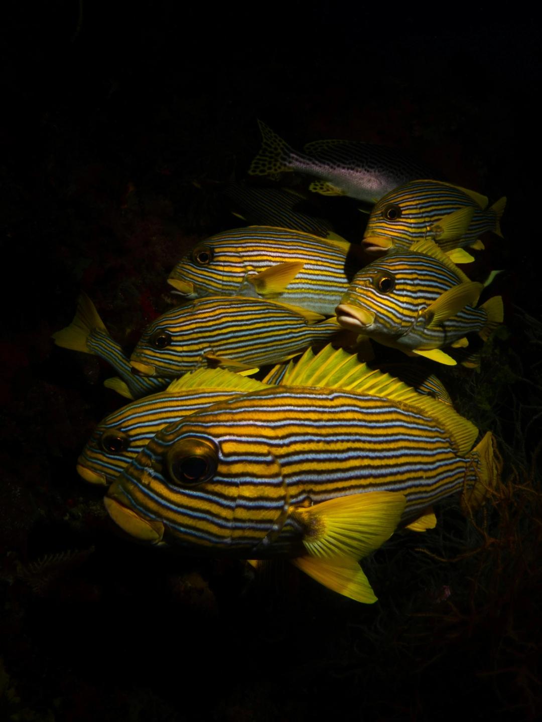 En stim med tropiske fisker med gule og blå striper – illustrerer biologisk mangfold, et sentralt tema i naturfag.