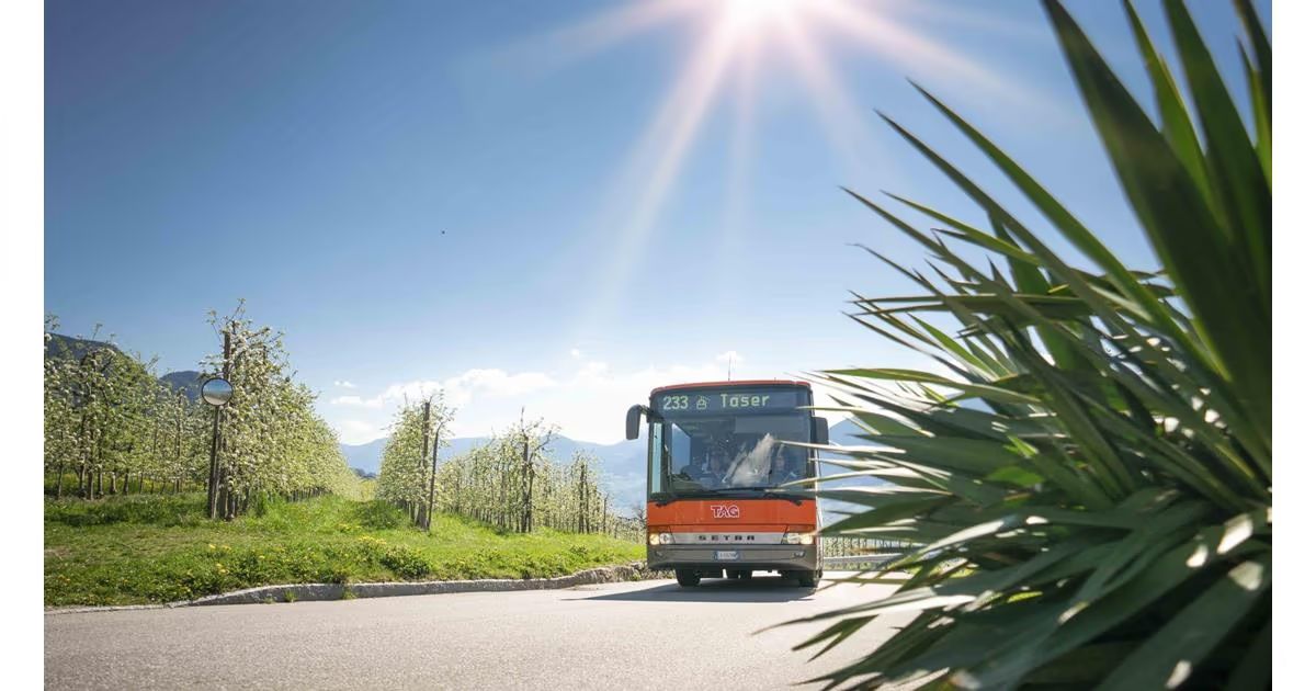Linienbus auf der Straße nach Schenna zwischen blühenden Obstbäumen