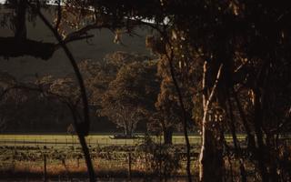 :andscape scene of large gum trees in Upper Murray Valley, NSW